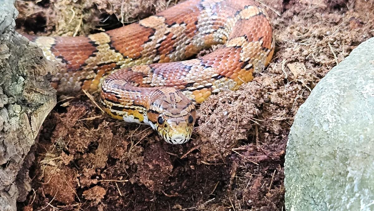 Erdstern, male mixed breed for adoption at Zürcher Tierschutz, Zürich