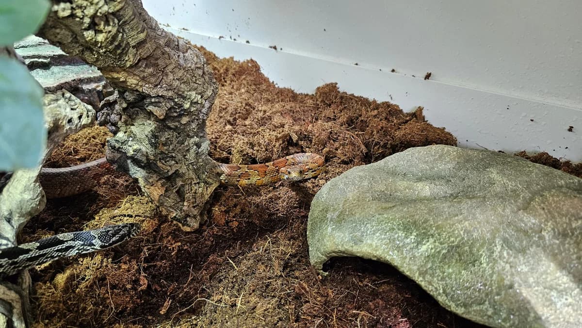 Hexenbutter, female senior mixed breed for adoption at Zürcher Tierschutz, Zürich