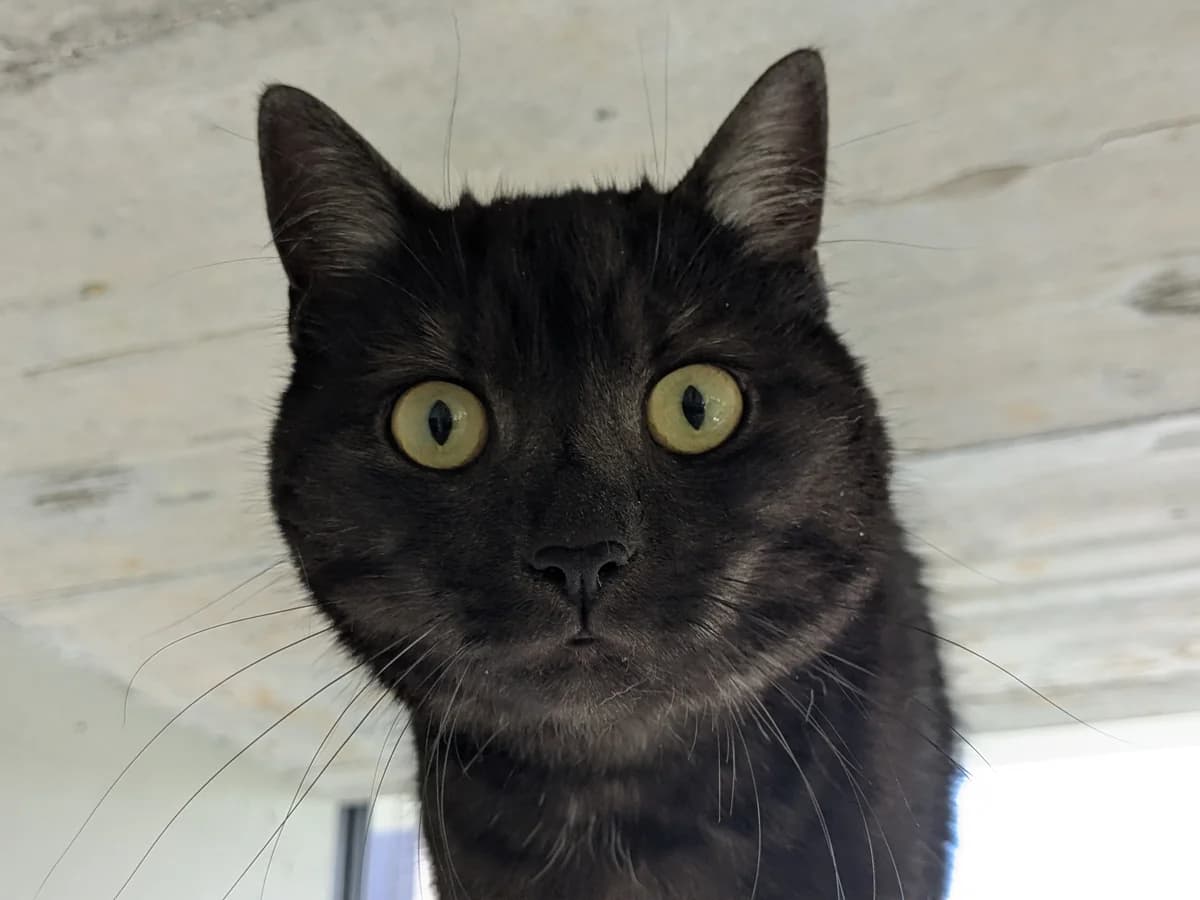 Purrcy, male Mixed Breed Cat for adoption at Zürcher Tierschutz, Zürich