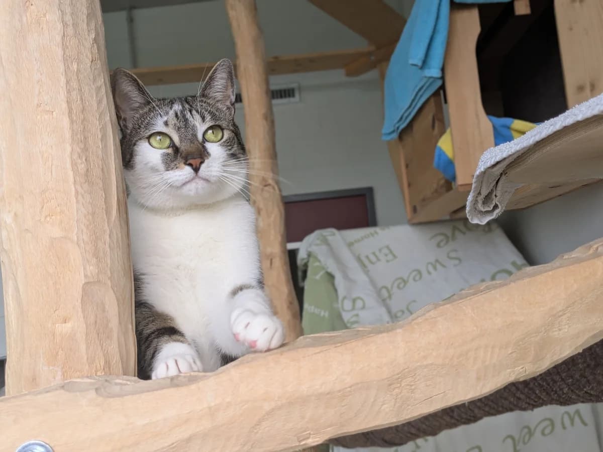 Pfozart, male 3yo Mixed Breed Cat for adoption at Zürcher Tierschutz, Zürich