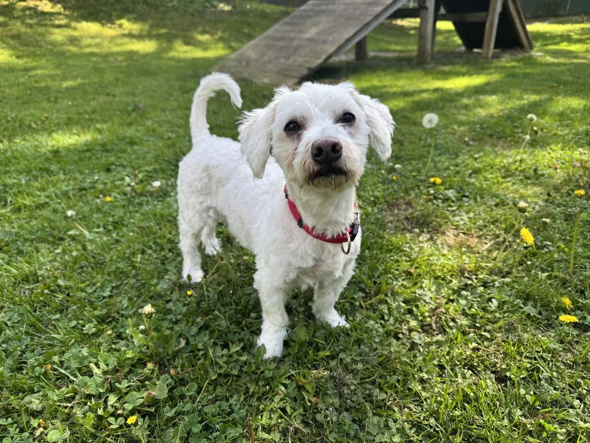 Baron von Kläff, male 7yo Maltese for adoption at Zürcher Tierschutz, Zürich