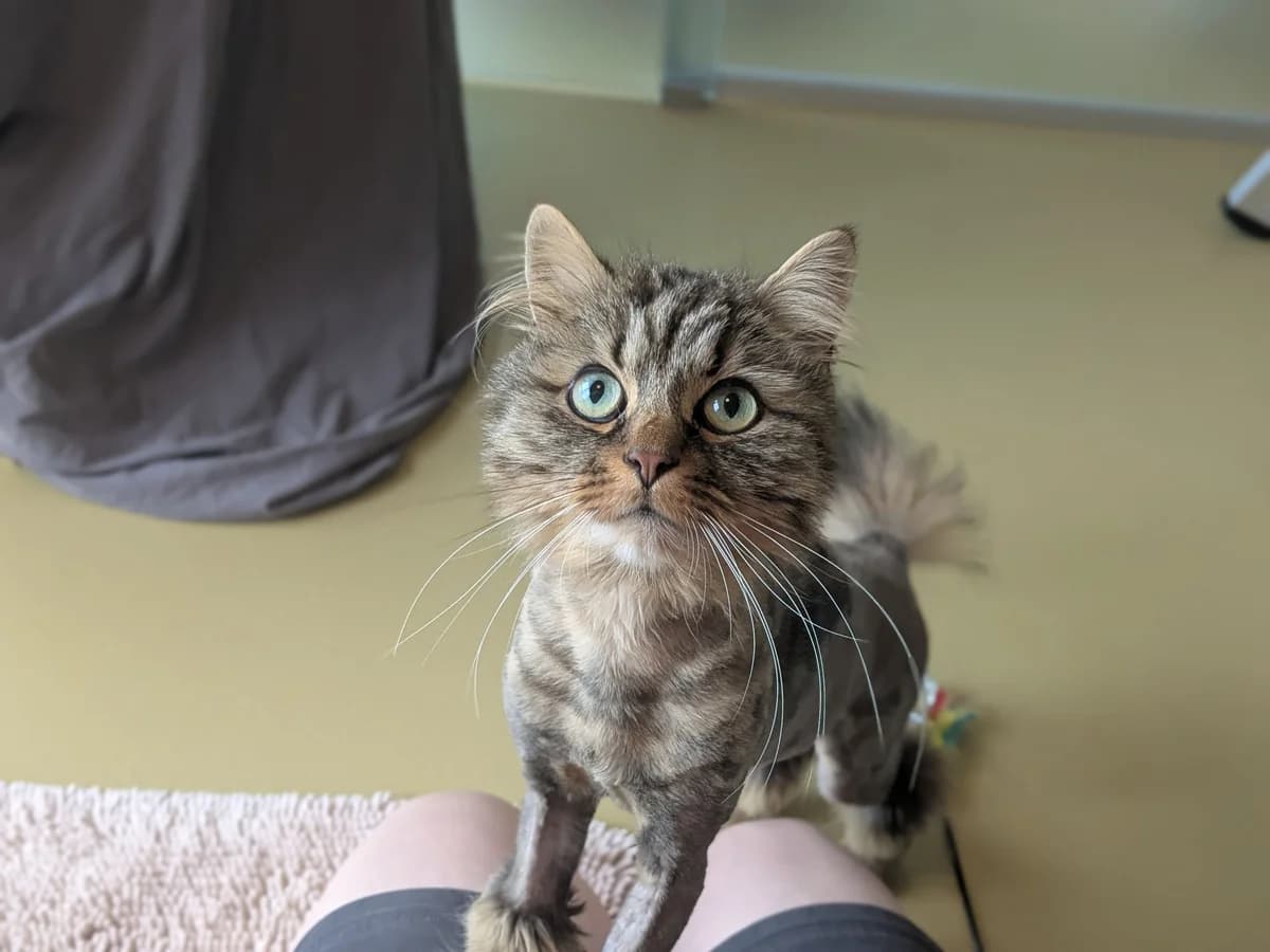Catrick Swayze, male 5yo Mixed Breed Cat for adoption at Zürcher Tierschutz, Zürich