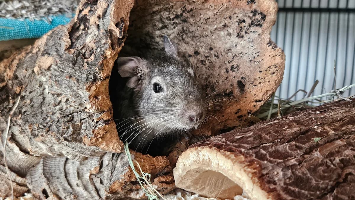 Obelix, male young Degu for adoption at Zürcher Tierschutz, Zürich