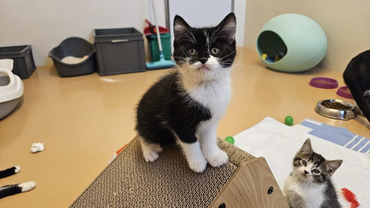 Sashimi, Samosa, puppy Mixed Breed Cat for adoption at Zürcher Tierschutz, Zürich
