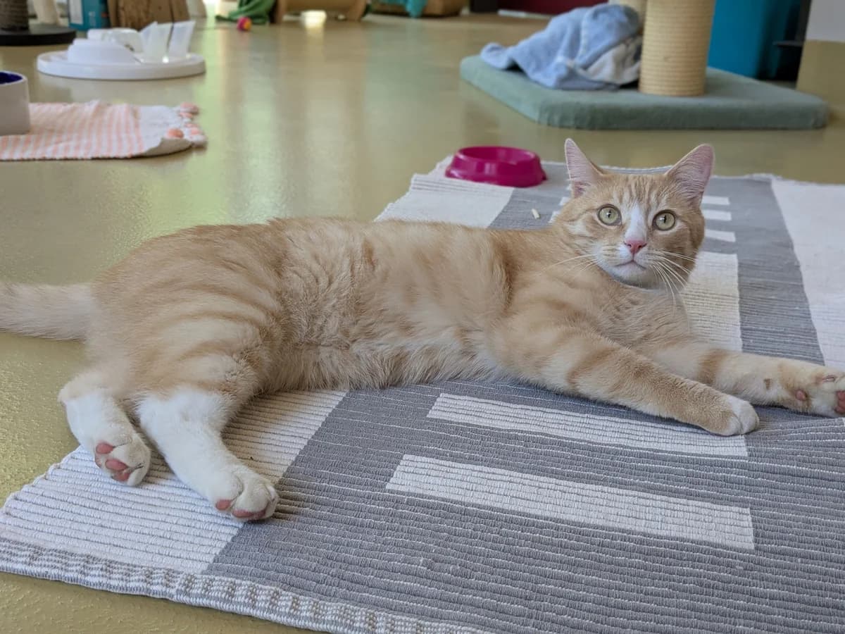 Stiefel, male young Mixed Breed Cat for adoption at Zürcher Tierschutz, Zürich