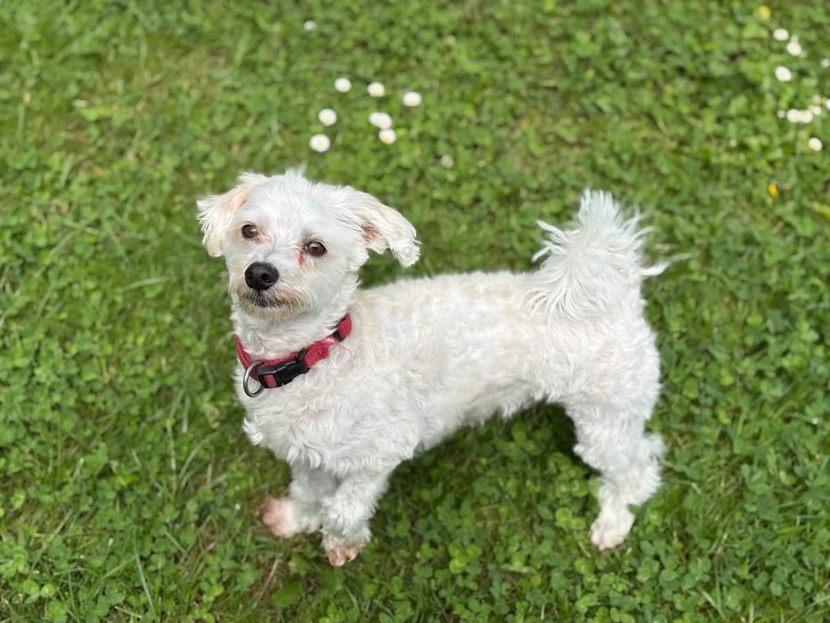 Sacco, male 5yo Maltese for adoption at Zürcher Tierschutz, Zürich