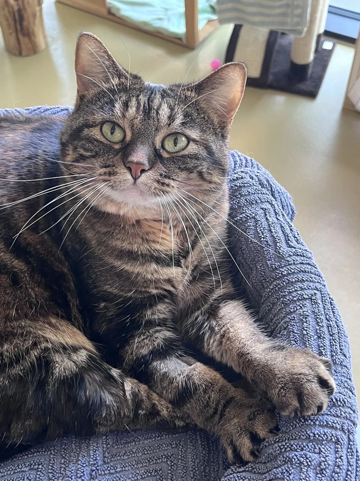 Overall, female 5yo Mixed Breed Cat for adoption at Zürcher Tierschutz, Zürich