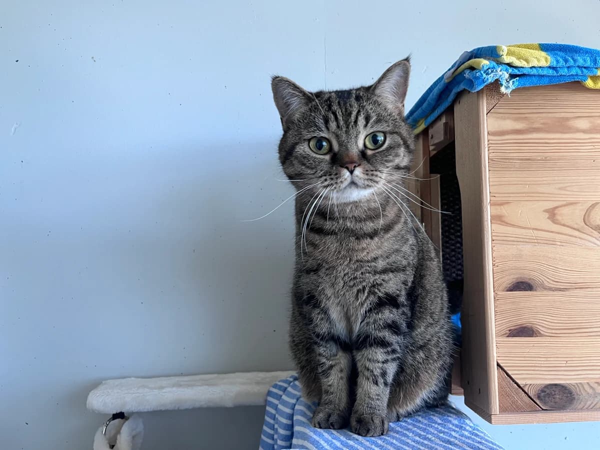 Petticoat, female 3yo mixed breed for adoption at Zürcher Tierschutz, Zürich