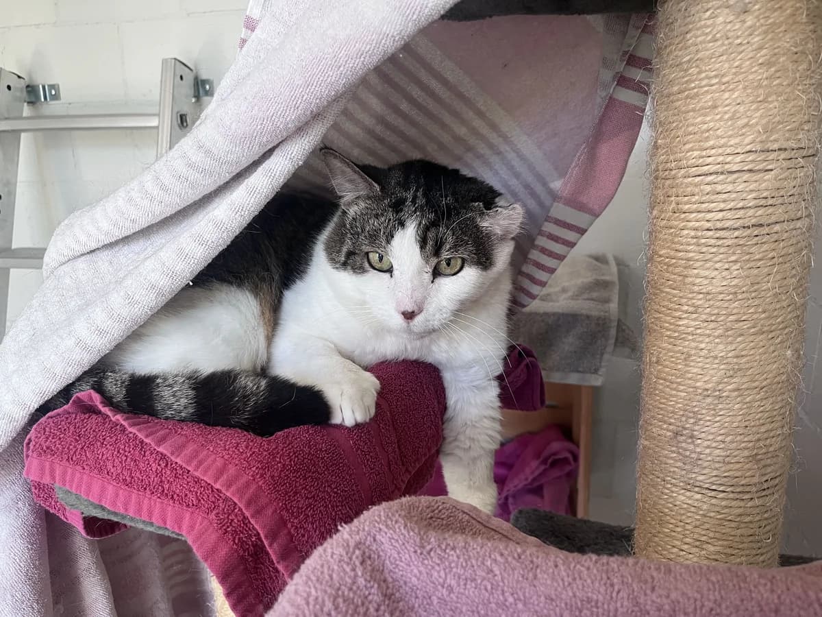 Mokassin, male 6yo Mixed Breed Cat for adoption at Zürcher Tierschutz, Zürich