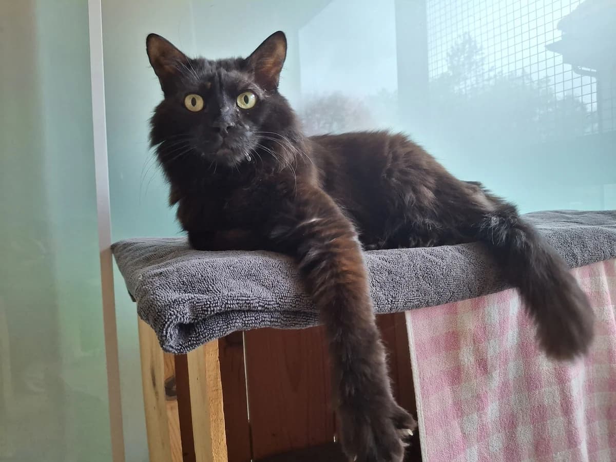 Marin, male senior Mixed Breed Cat for adoption at Zürcher Tierschutz, Zürich