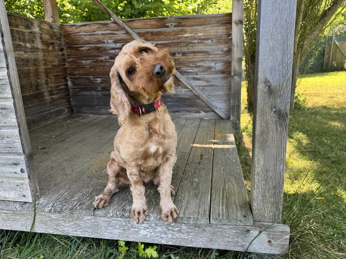 Elena, female young Cockapoo for adoption at Zürcher Tierschutz, Zürich