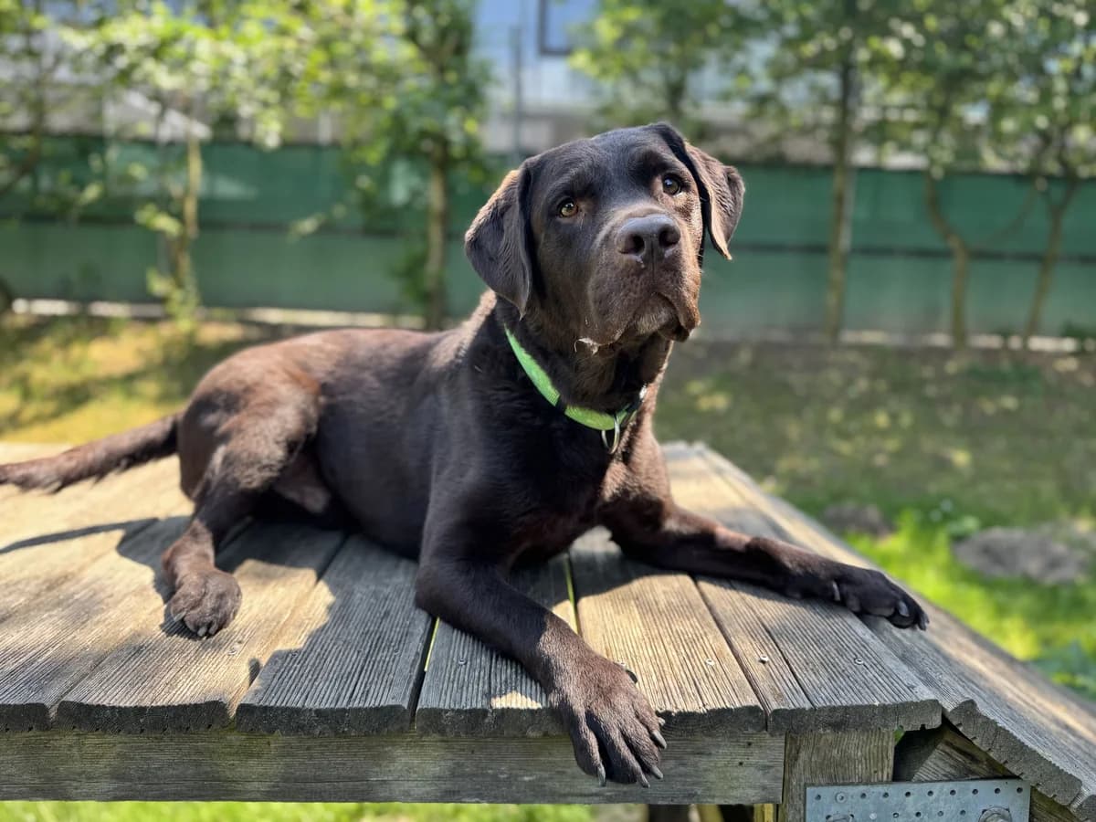 Jump Suit, weiss male 4yo Labrador Retriever for adoption at Zürcher Tierschutz, Zürich
