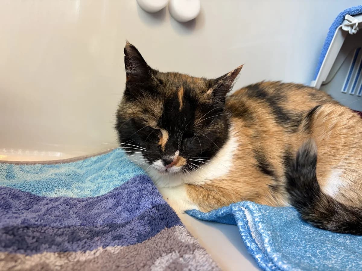 Salvia, female 3yo Mixed Breed Cat for adoption at Zürcher Tierschutz, Zürich