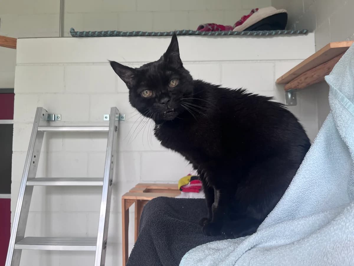 Streghetta, female senior Mixed Breed Cat for adoption at Zürcher Tierschutz, Zürich