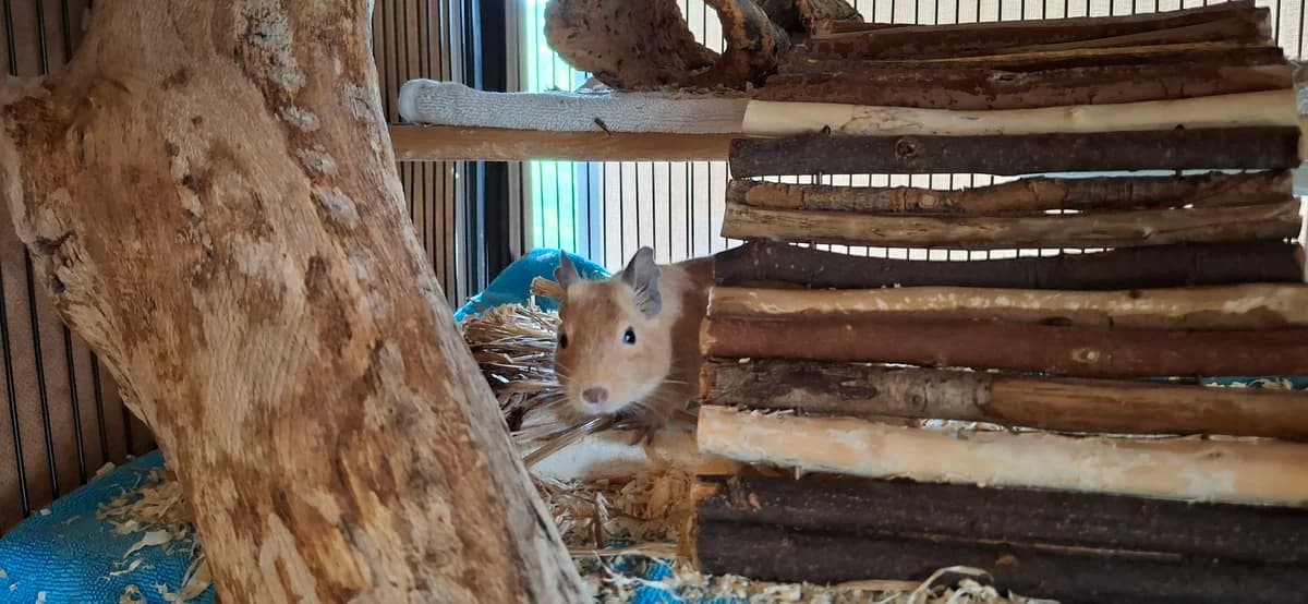 Aurora, female 3yo Degu for adoption at Zürcher Tierschutz, Zürich