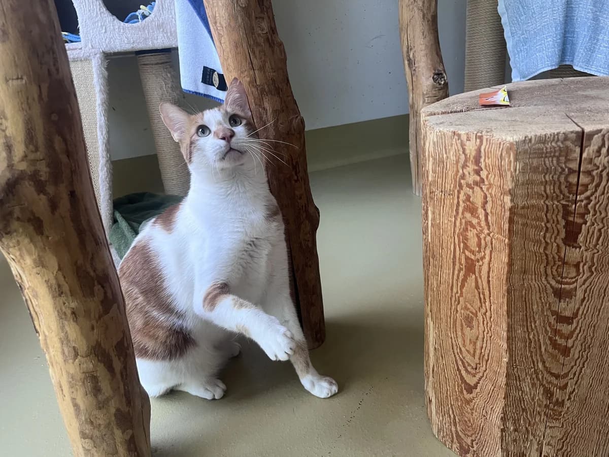 Cumin, weiss male 5yo Mixed Breed Cat for adoption at Zürcher Tierschutz, Zürich