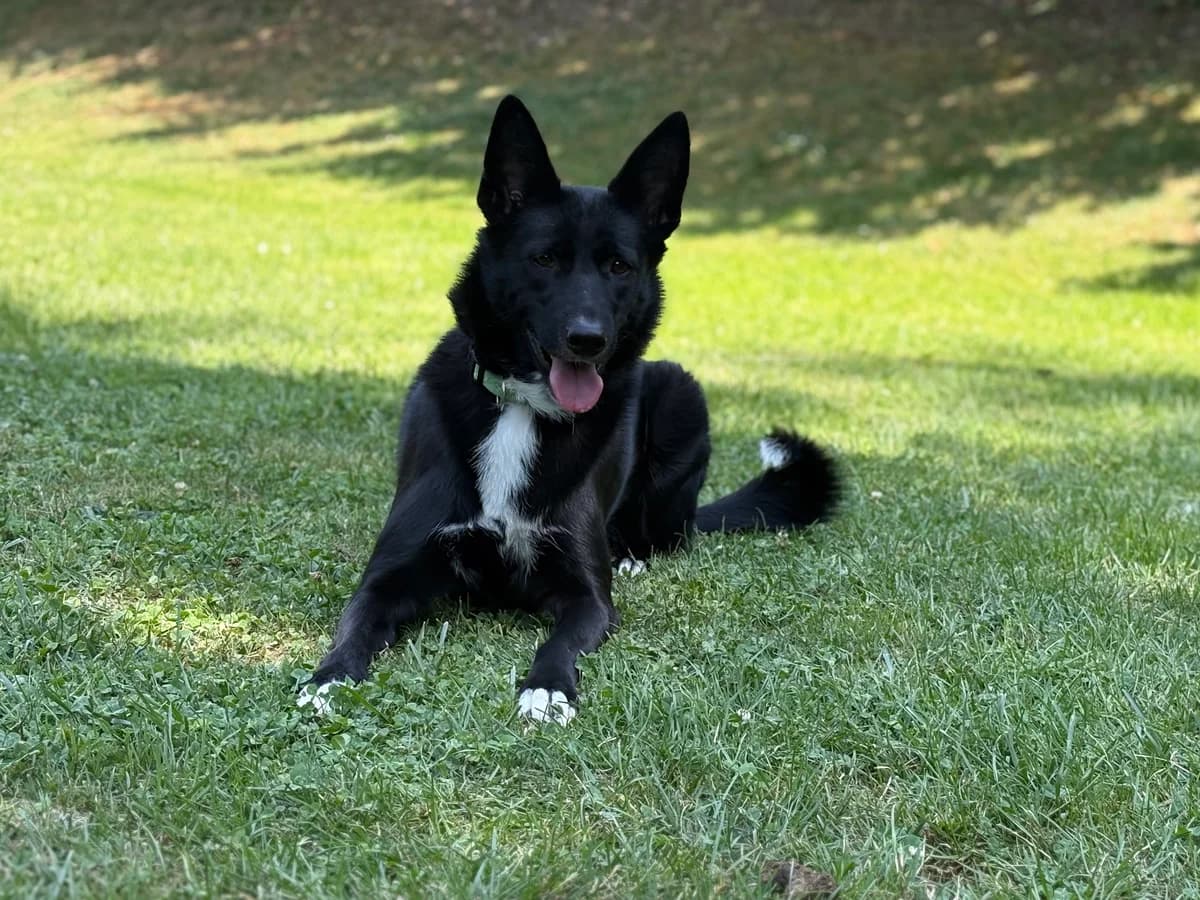 Bay, female 3yo Mixed Breed for adoption at Zürcher Tierschutz, Zürich