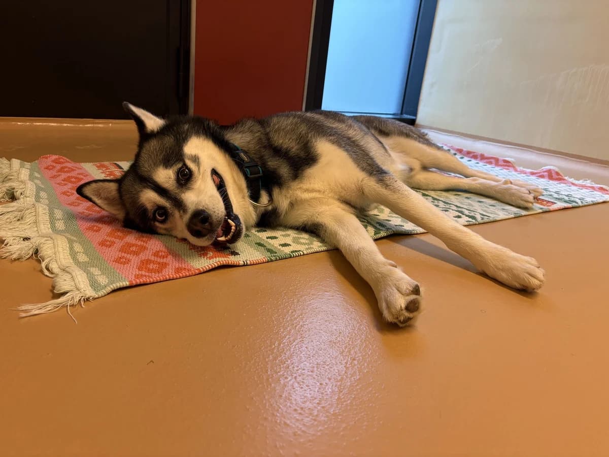 Wasabi, male 6yo Husky for adoption at Zürcher Tierschutz, Zürich