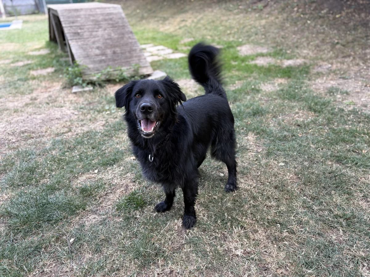 Gengar, male 7yo Mixed Breed for adoption at Zürcher Tierschutz, Zürich