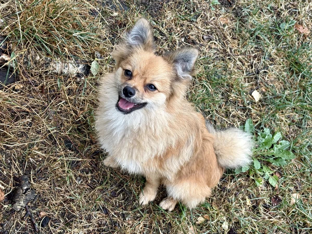 Poncho, male puppy Pomeranian for adoption at Zürcher Tierschutz, Zürich