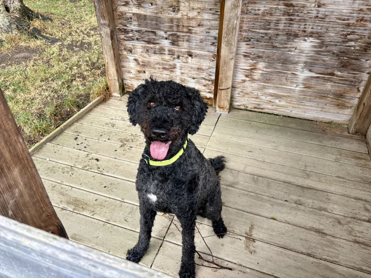 Ayo, male 4yo mixed breed for adoption at Zürcher Tierschutz, Zürich