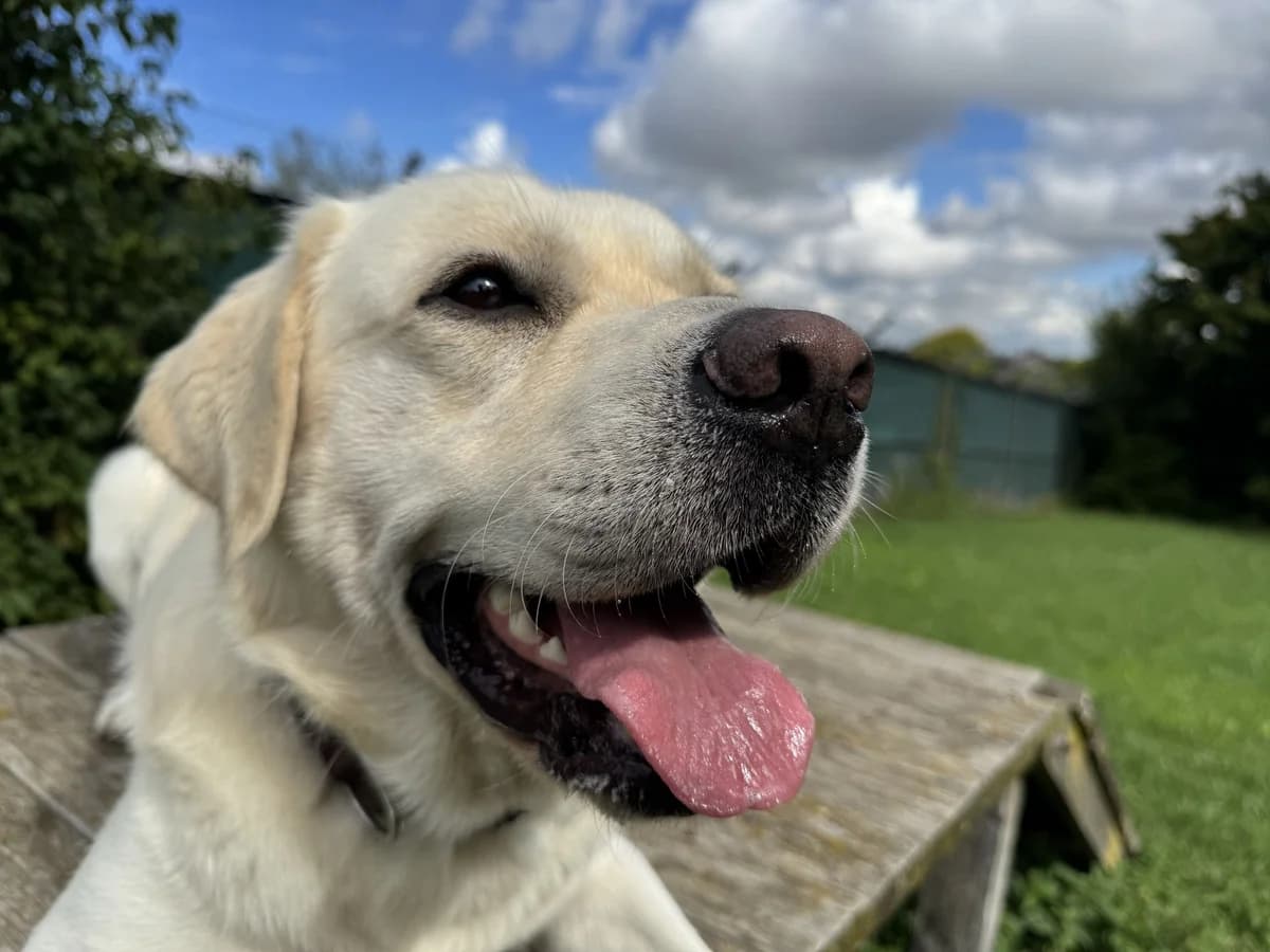 Orlando, golden male young Labrador Retriever for adoption at Zürcher Tierschutz, Zürich
