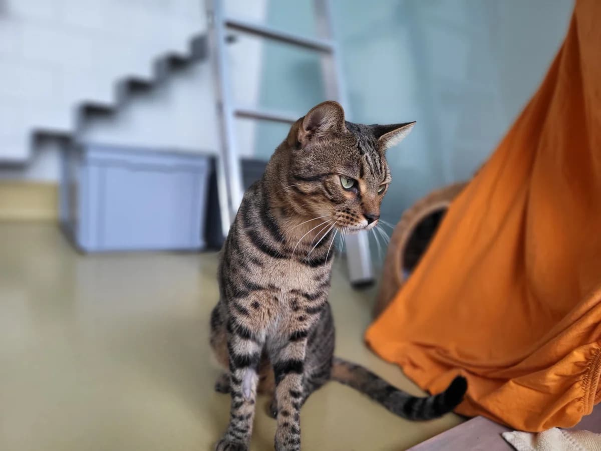 Tonno, male 3yo Bengal for adoption at Zürcher Tierschutz, Zürich