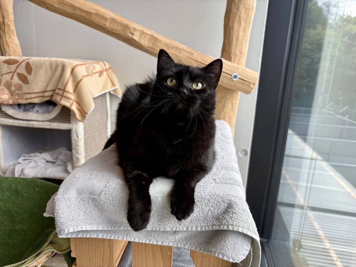 Imani, female senior Mixed Breed Cat for adoption at Zürcher Tierschutz, Zürich
