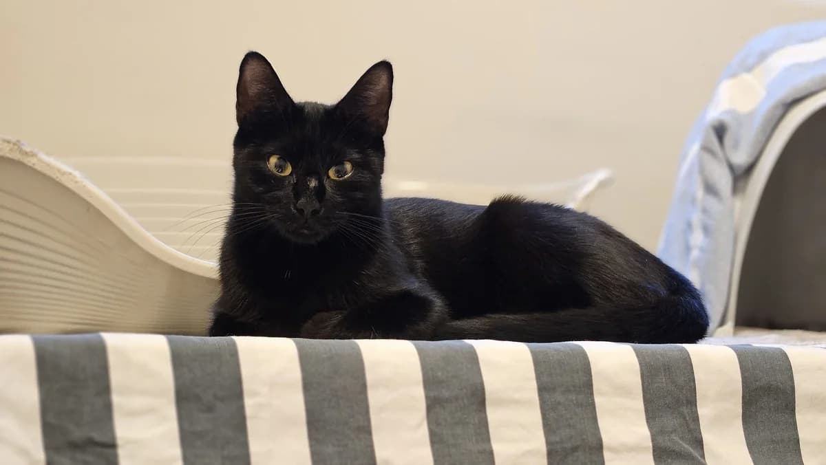 Zola, female young Mixed Breed Cat for adoption at Zürcher Tierschutz, Zürich