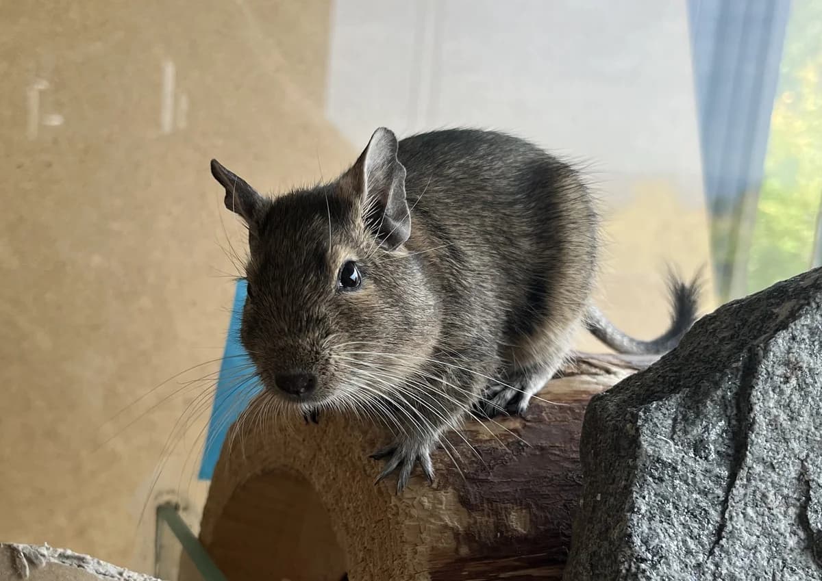 Crash, male young Degu for adoption at Zürcher Tierschutz, Zürich