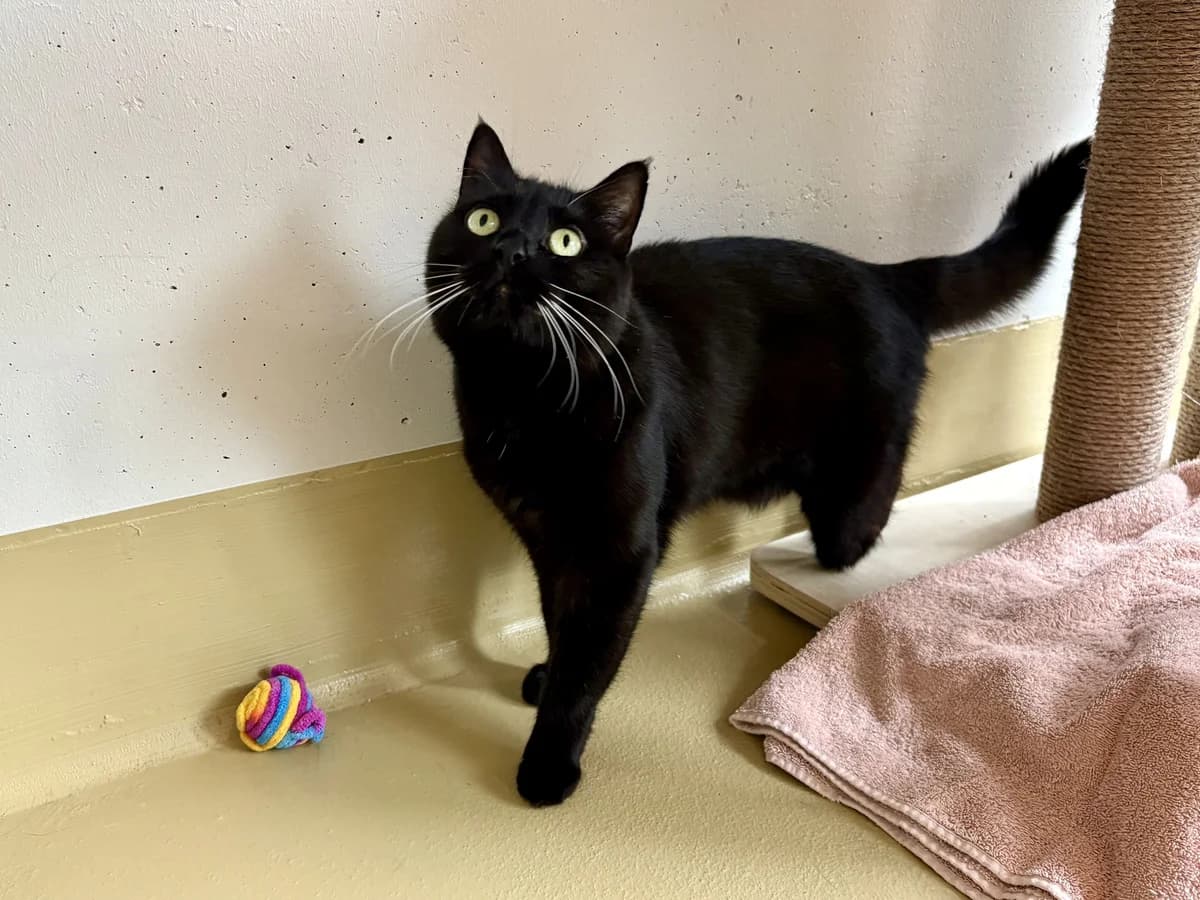 Giulia, female 7yo Mixed Breed Cat for adoption at Zürcher Tierschutz, Zürich
