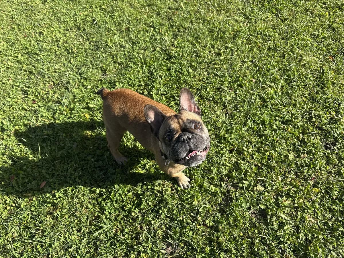 Tequila Sunrise, female senior French Bulldog for adoption at Zürcher Tierschutz, Zürich