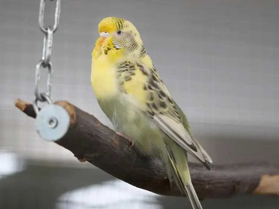 Caroline, gelb female young mixed breed for adoption at Tierheim beider Basel, Basel