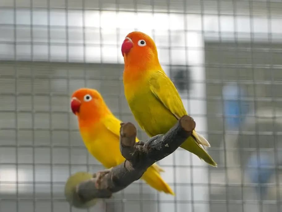 Diverse Agaporniden, Grün mixed breed for adoption at Tierheim beider Basel, Basel