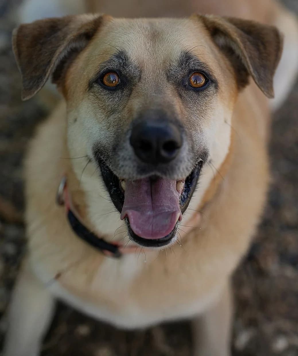 Victor, male 6yo mixed breed for adoption at 2nd Chance Dogs