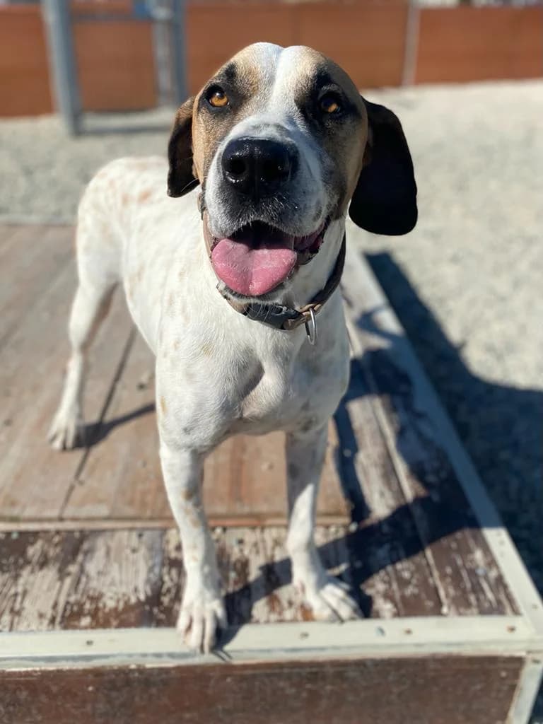 Jeffrey, male senior Pointer for adoption at 2nd Chance Dogs