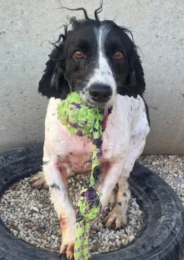 Lazar, male 6yo mixed breed for adoption at 2nd Chance Dogs