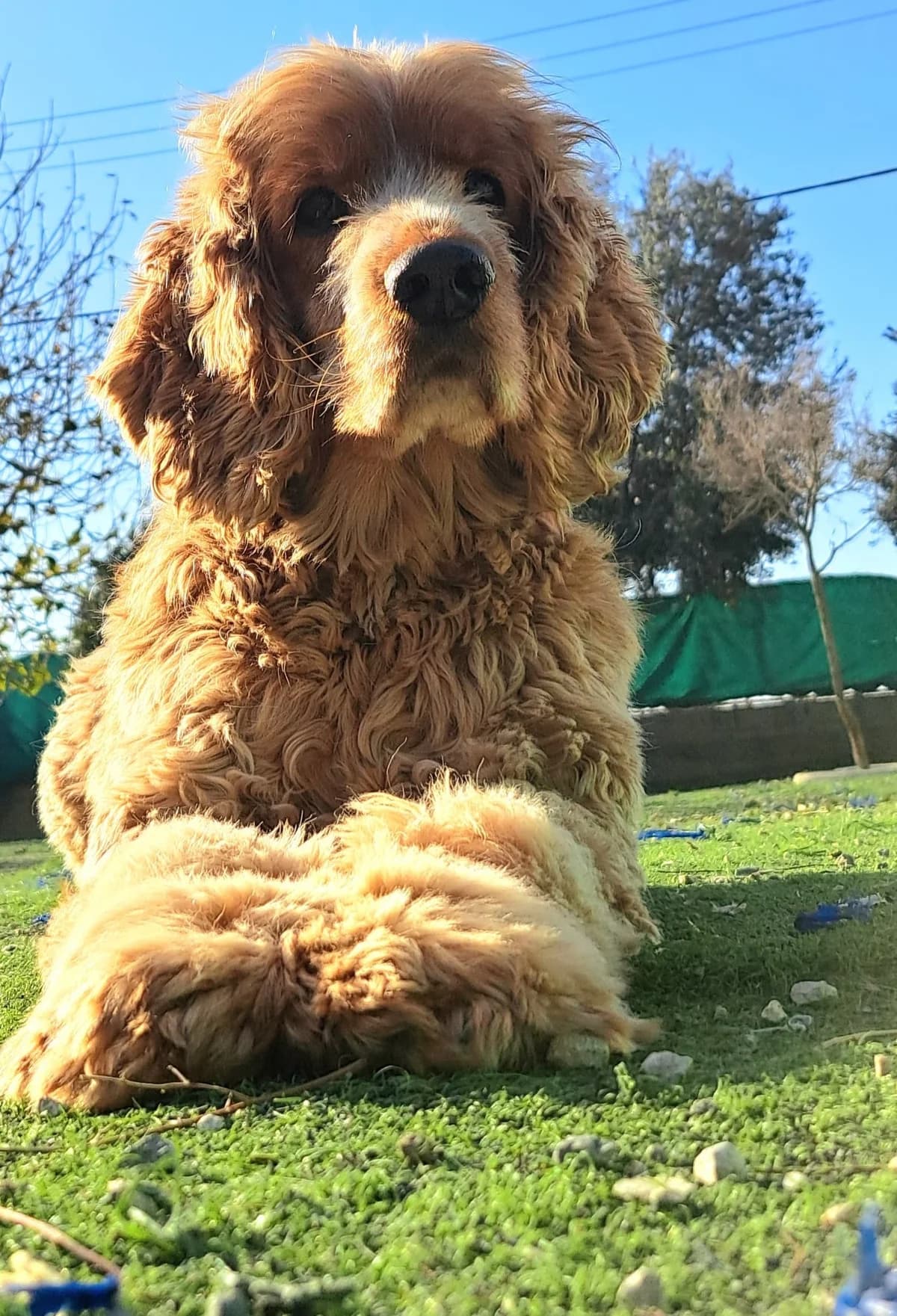Menios, male senior Cocker Spaniel for adoption at 2nd Chance Dogs