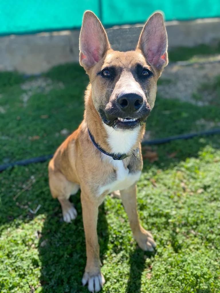 Hunter, male 4yo Belgian Malinois for adoption at 2nd Chance Dogs