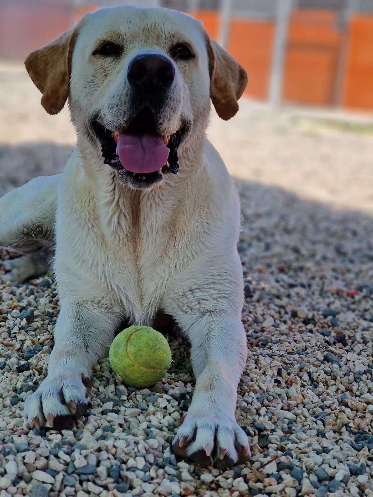 Xarkas, male 5yo Labrador Retriever for adoption at 2nd Chance Dogs
