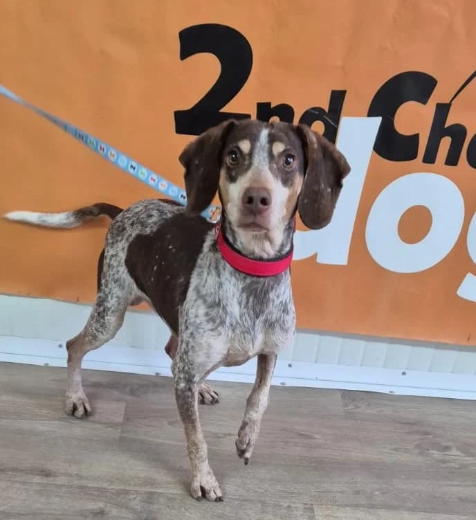 Gas, male 6yo Pointer for adoption at 2nd Chance Dogs