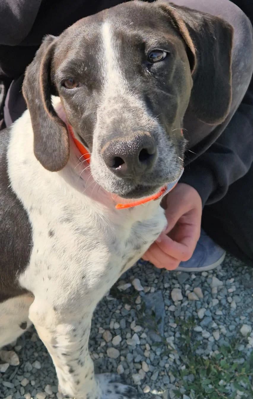 Hera, female 4yo Pointer for adoption at 2nd Chance Dogs