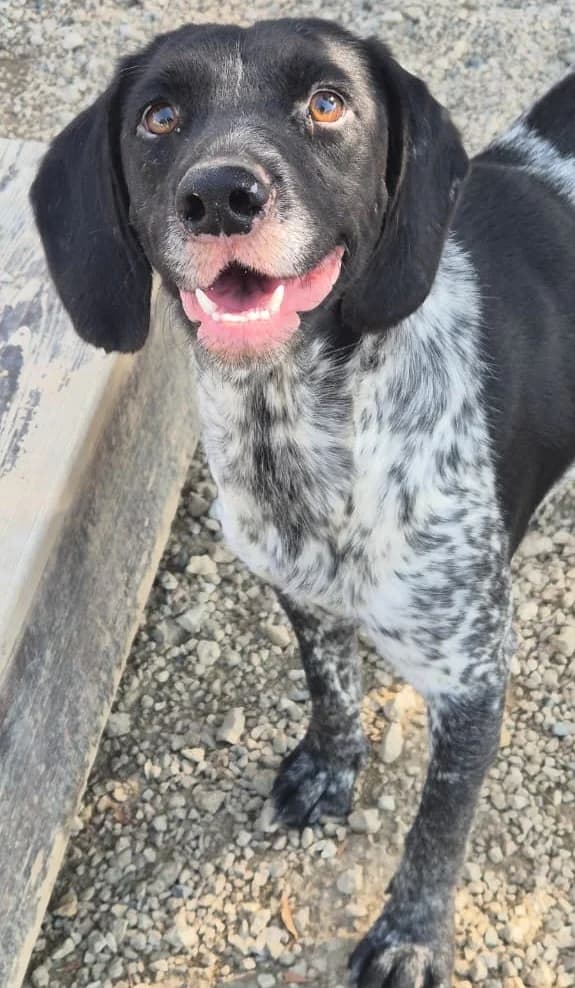 Amber, female young Pointer for adoption at 2nd Chance Dogs