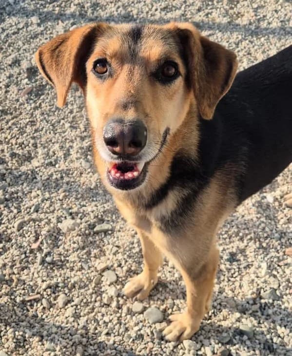 Charls, male 4yo mixed breed for adoption at 2nd Chance Dogs