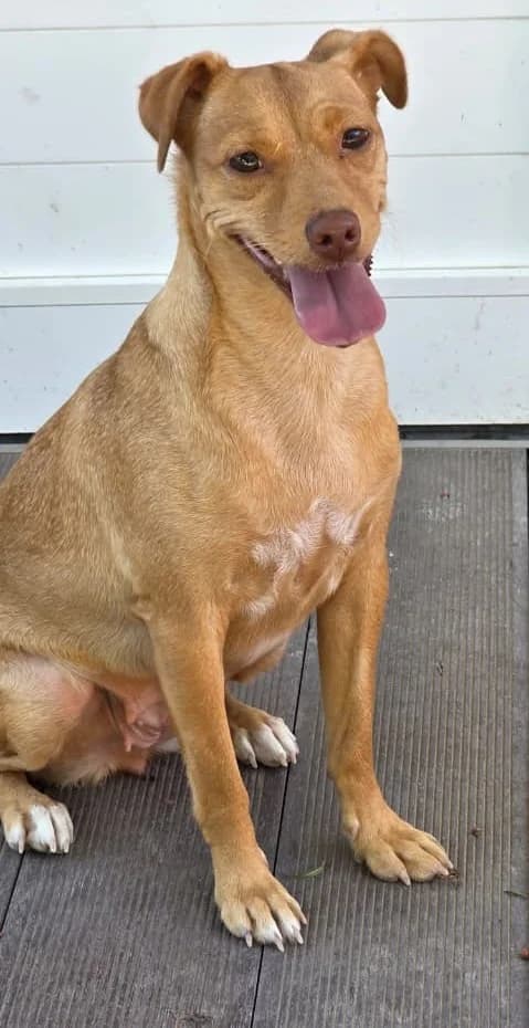 Cambi, female young mixed breed for adoption at 2nd Chance Dogs