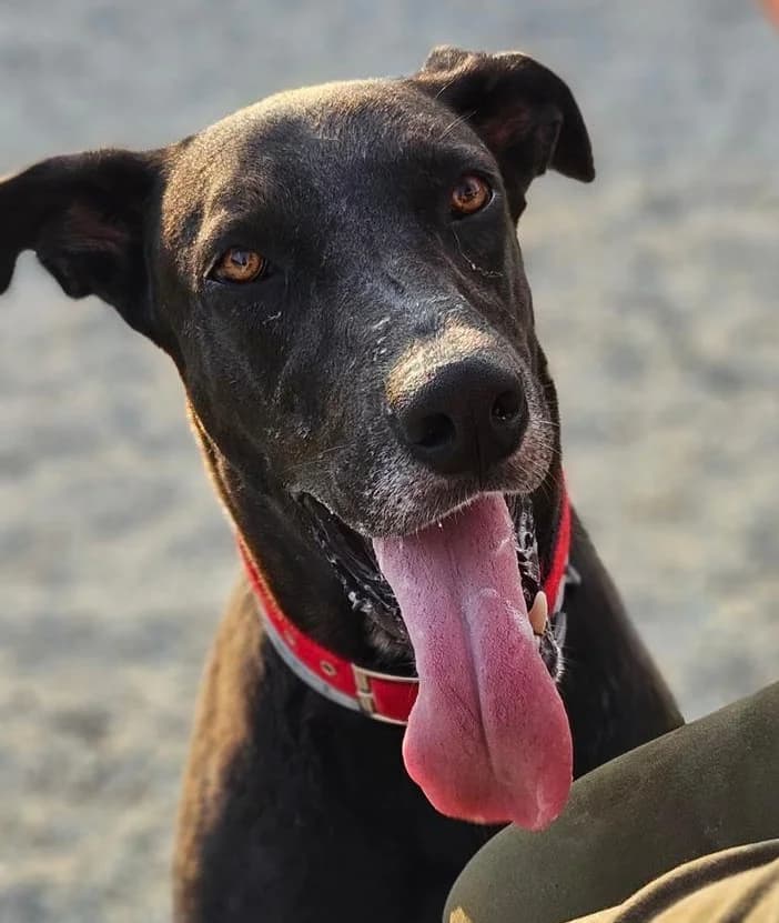 Lucky, male 3yo Greyhound for adoption at 2nd Chance Dogs