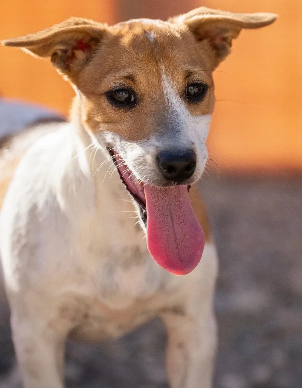 Amyrlin, female young Jack Russell Terrier for adoption at 2nd Chance Dogs