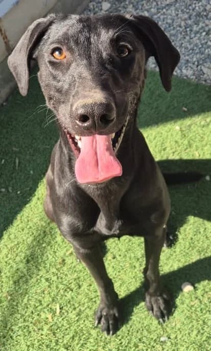 Cleio, female young Labrador Retriever for adoption at 2nd Chance Dogs