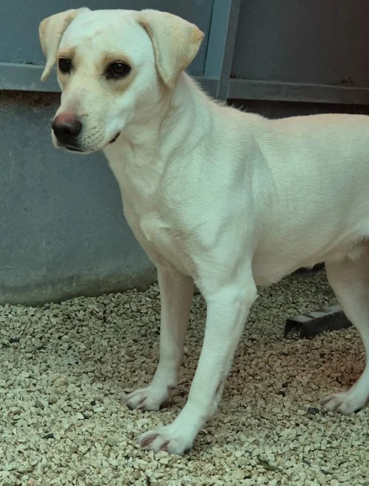 Aura, female 3yo Labrador Retriever for adoption at 2nd Chance Dogs