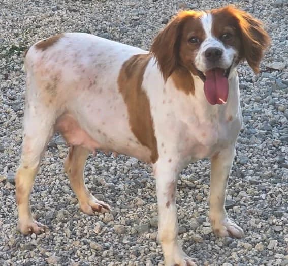 Emanuela, female 4yo Brittany Spaniel for adoption at 2nd Chance Dogs